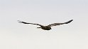 Marsh Harrier hunting
